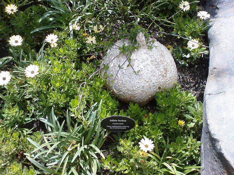 DSC00484 BritMus SA Plants.jpg